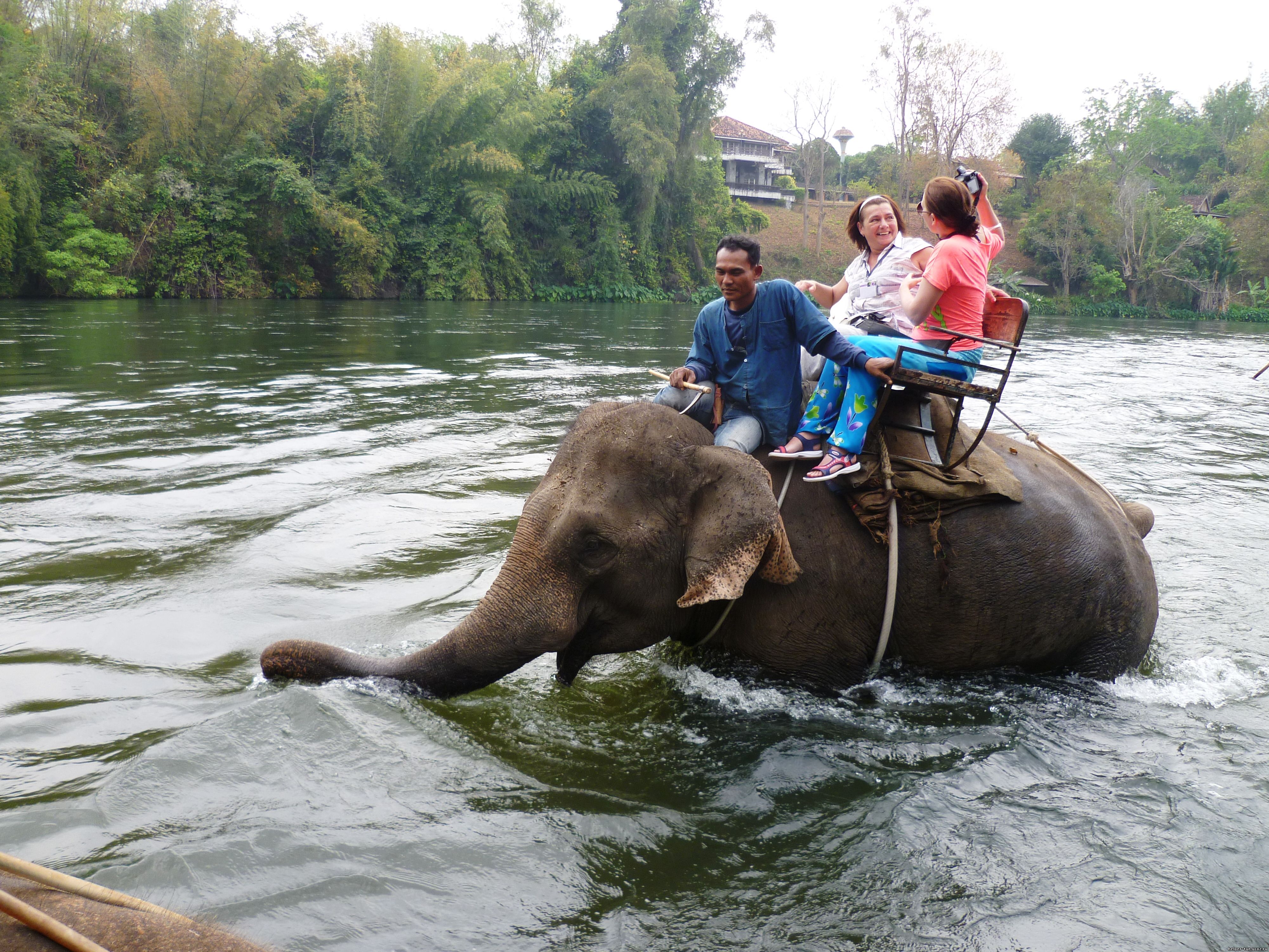 Слоны в реке